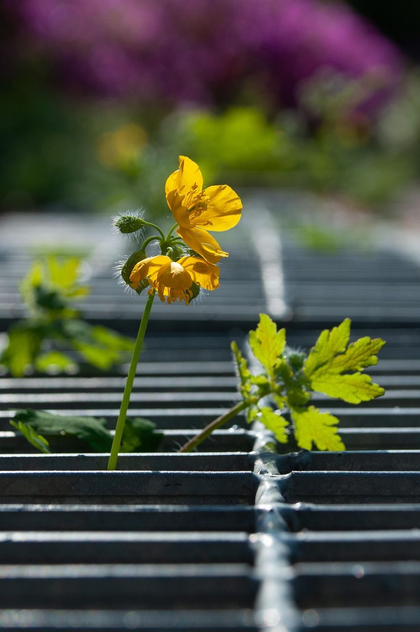 découvrez comment créer un jardin de permaculture urbain, alliant durabilité, biodiversité et autonomie alimentaire en milieu citadin.