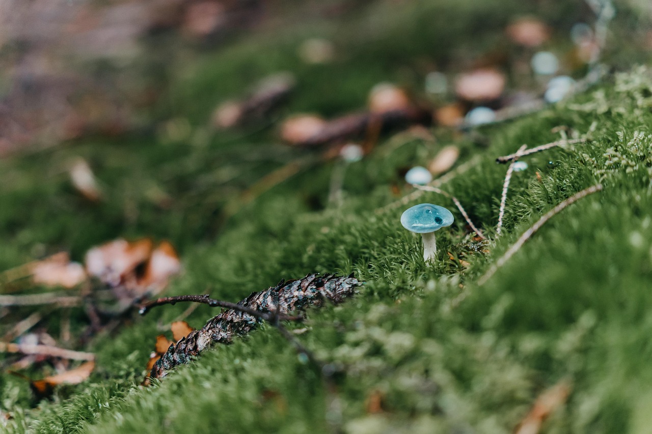 découvrez tout sur la mousse : ses caractéristiques, ses utilisations dans le jardinage et la décoration, ainsi que ses bienfaits pour l'environnement.