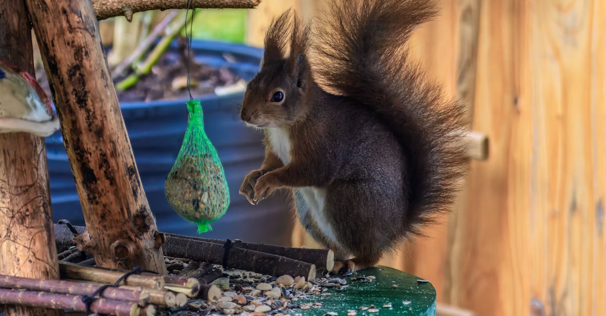 découvrez l'importance de la biodiversité pour notre planète. apprenez comment la diversité des espèces contribue à l'équilibre des écosystèmes, et explorez les initiatives visant à préserver la richesse naturelle de notre environnement.