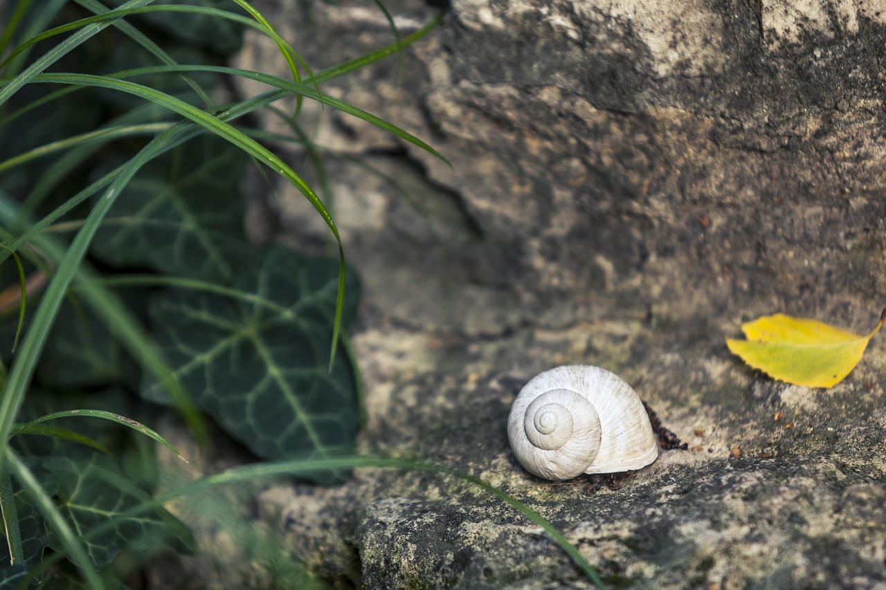 découvrez le mode de vie slow life pour retrouver sérénité, bien-être et équilibre au quotidien en privilégiant la simplicité et la pleine conscience.