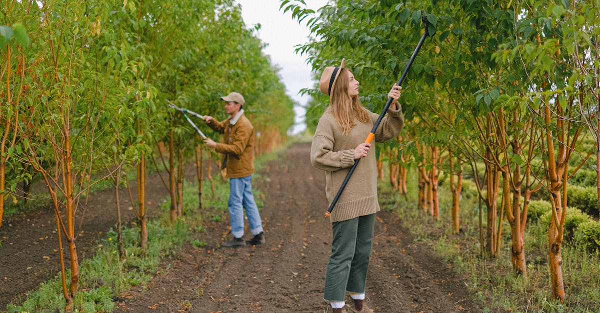 découvrez les bienfaits de l'agriculture biologique, une méthode respectueuse de l'environnement qui privilégie des pratiques durables, la biodiversité et la santé des sols. apprenez comment cette approche contribue à une alimentation saine et écoresponsable.