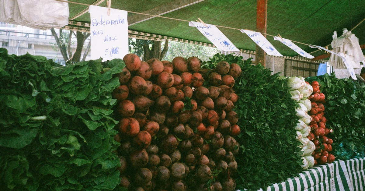 découvrez les principes de l'agriculture durable, une méthode essentielle pour préserver notre planète tout en répondant aux besoins alimentaires croissants. apprenez comment cette approche favorise la biodiversité, protège les ressources naturelles et soutient les communautés rurales.