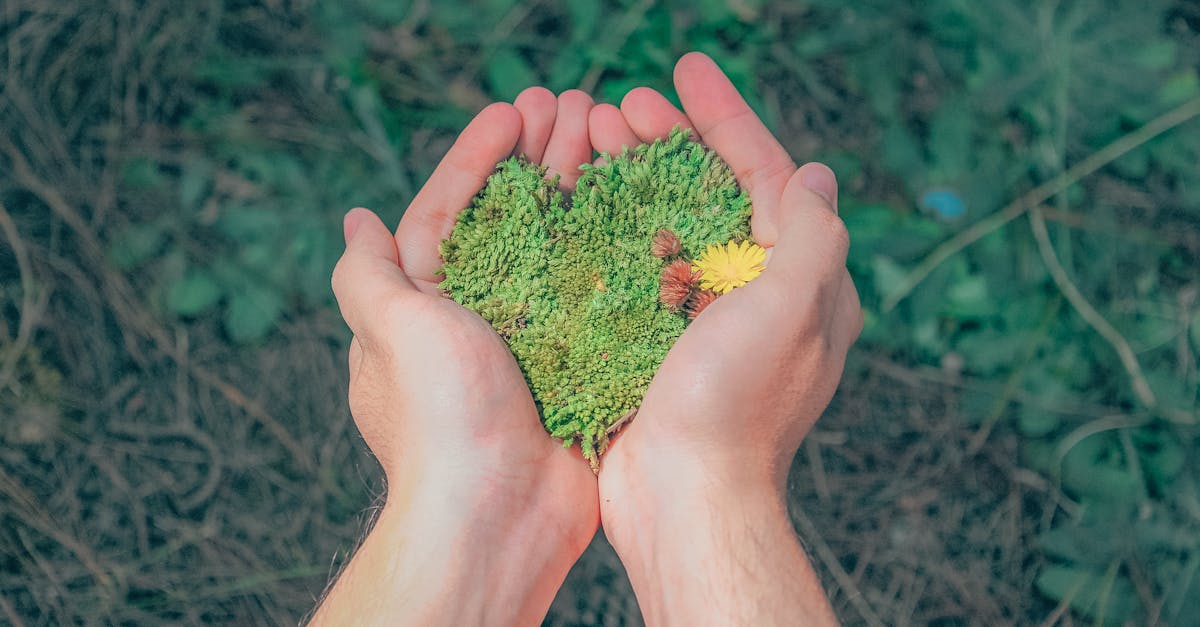découvrez les principes de la durabilité, un enjeu majeur pour l'avenir de notre planète. explorez des stratégies, des innovations et des pratiques écoresponsables qui favorisent un équilibre entre développement économique, protection de l'environnement et bien-être social.
