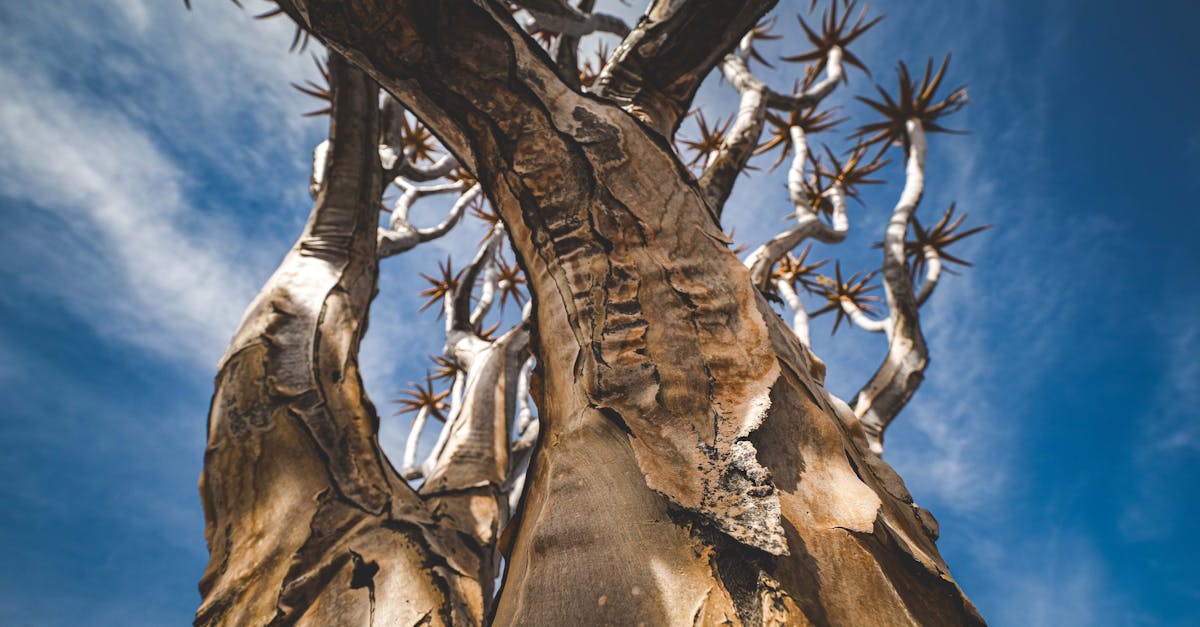 découvrez des stratégies et des solutions innovantes pour s'adapter aux impacts du changement climatique. explorez comment les communautés, les entreprises et les gouvernements peuvent se préparer et s'ajuster face aux défis environnementaux croissants.