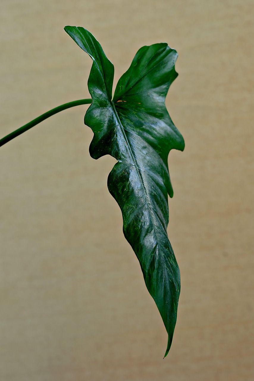 découvrez le jardinage biologique sur balcon : astuces, conseils et techniques pour cultiver vos plantes et légumes de manière naturelle, même en espace réduit.