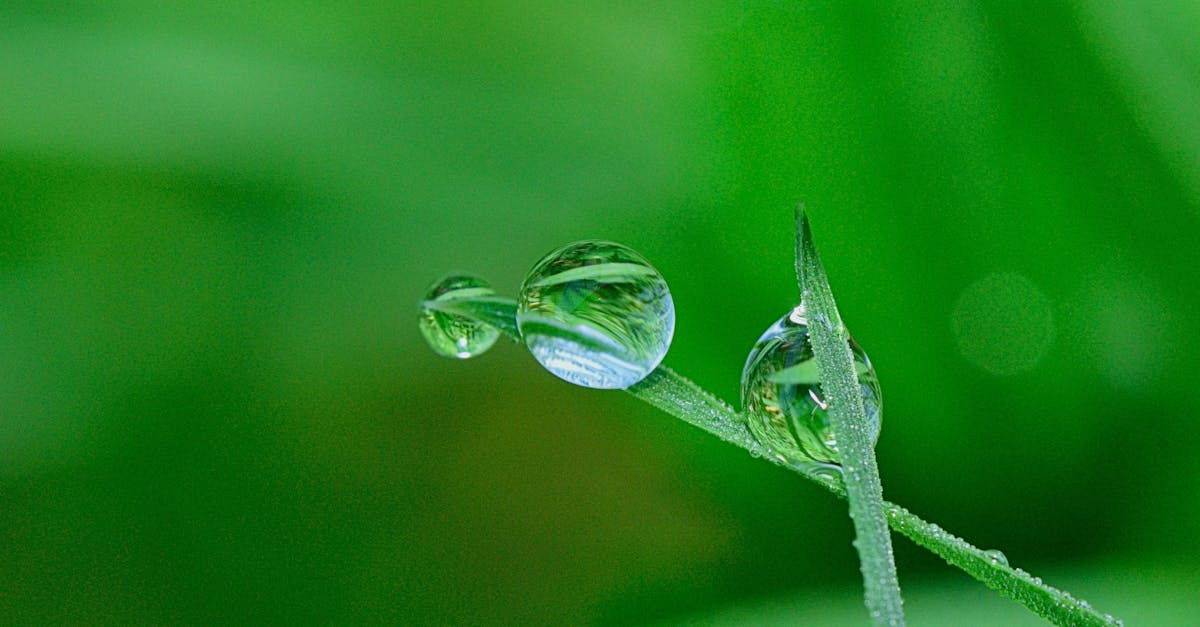 découvrez des solutions durables et des initiatives innovantes pour protéger notre planète. explorez les enjeux environnementaux actuels et inspirez-vous pour un avenir plus vert.