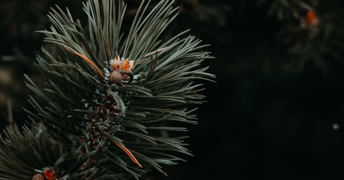 découvrez l'importance de la préservation des écosystèmes pour maintenir la biodiversité et garantir un avenir durable. explorez des stratégies et des actions essentielles pour protéger notre planète et ses ressources naturelles.