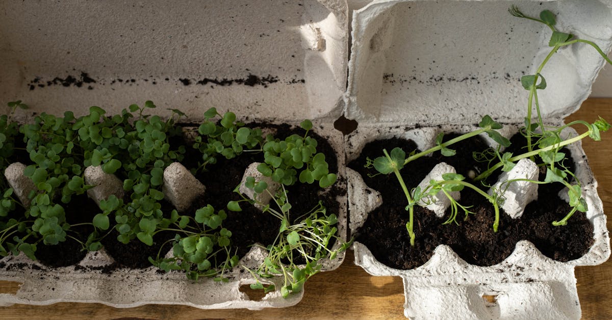 découvrez des stratégies efficaces pour réduire les déchets dans votre quotidien. apprenez des astuces pratiques et adoptez des gestes éco-responsables pour un mode de vie durable et respectueux de l'environnement.