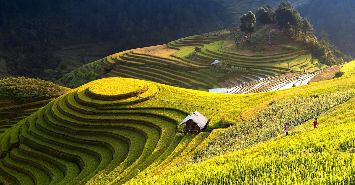 découvrez les pratiques de l'agriculture durable qui préservent l'environnement tout en garantissant une production alimentaire responsable. apprenez comment allier rentabilité et respect de la planète grâce à des méthodes innovantes et respectueuses de l'éc ecosystème.