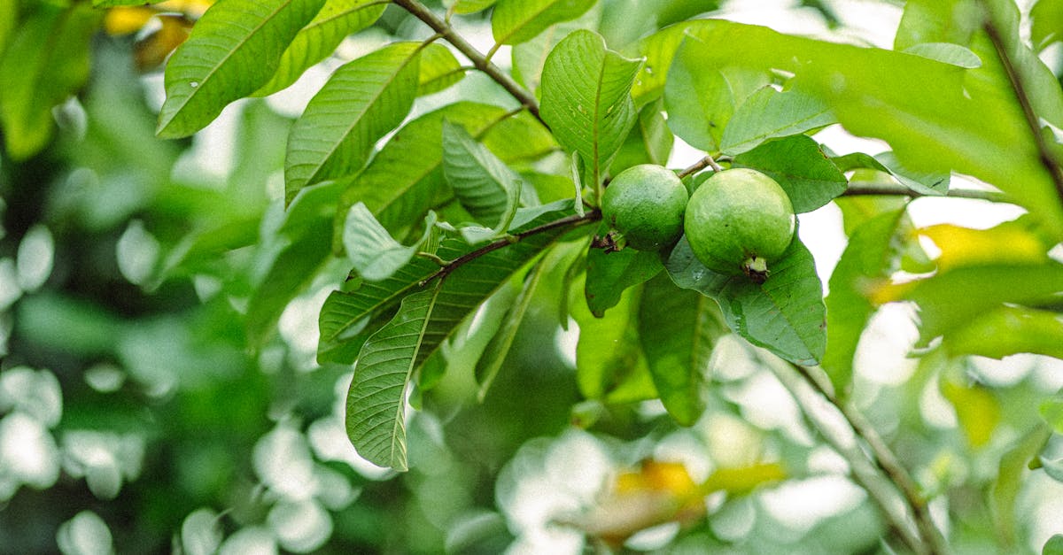 découvrez l'agriculture biologique, une méthode durable et respectueuse de l'environnement qui favorise la biodiversité et la santé des sols. apprenez comment elle contribue à une alimentation saine et à la préservation des écosystèmes.