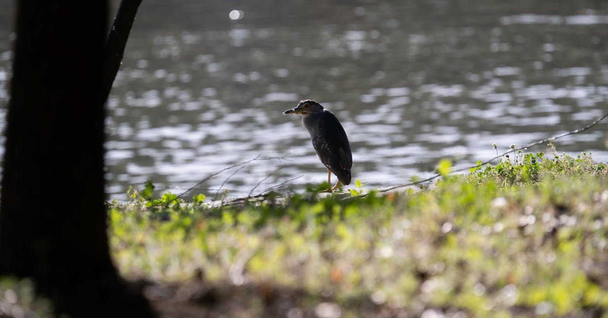 découvrez l'importance de la préservation des écosystèmes pour la biodiversité et la santé de notre planète. apprenez des méthodes durables pour protéger nos ressources naturelles et promouvoir un avenir respectueux de l'environnement.