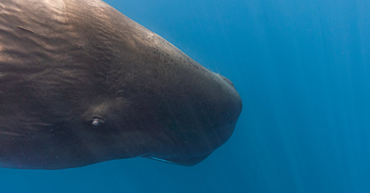 découvrez comment préserver les océans et protéger la biodiversité marine. apprenez des solutions durables pour lutter contre la pollution et soutenir les écosystèmes marins. agissons ensemble pour un avenir océanique sain.