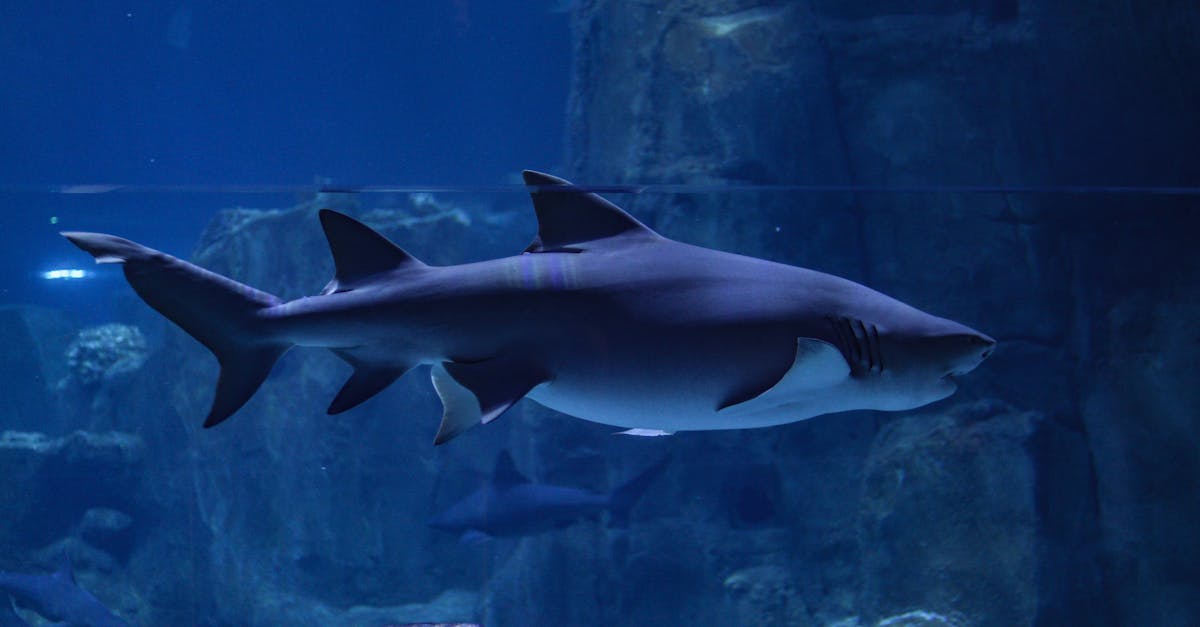 découvrez l'importance de la préservation des océans pour l'équilibre de notre écosystème. engagés dans des actions pour protéger la biodiversité marine, nous vous invitons à explorer des solutions durables et à sensibiliser sur les enjeux des mers et des océans.