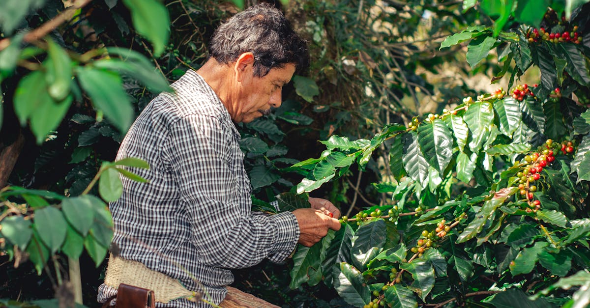 découvrez l'agriculture durable, une méthode innovante qui préserve les ressources naturelles, favorise la biodiversité et garantit une production alimentaire responsable pour les générations futures.