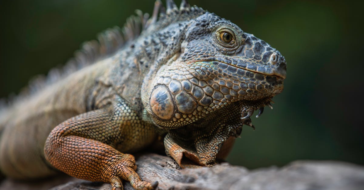 découvrez la richesse de la biodiversité, un écosystème complexe qui abrite une multitude d'espèces et de leur habitat. apprenez comment la préservation de cette diversité est essentielle pour l'équilibre de notre planète et le bien-être des générations futures.