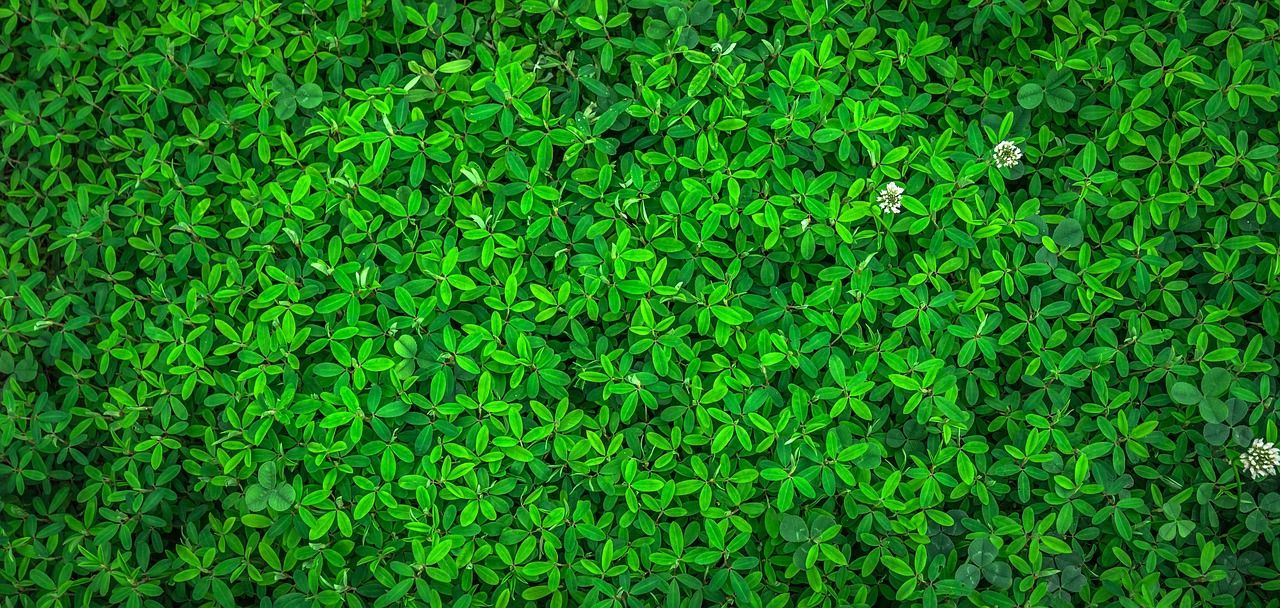 isolation thermique écologique pour un confort durable et une réduction de l'empreinte environnementale.