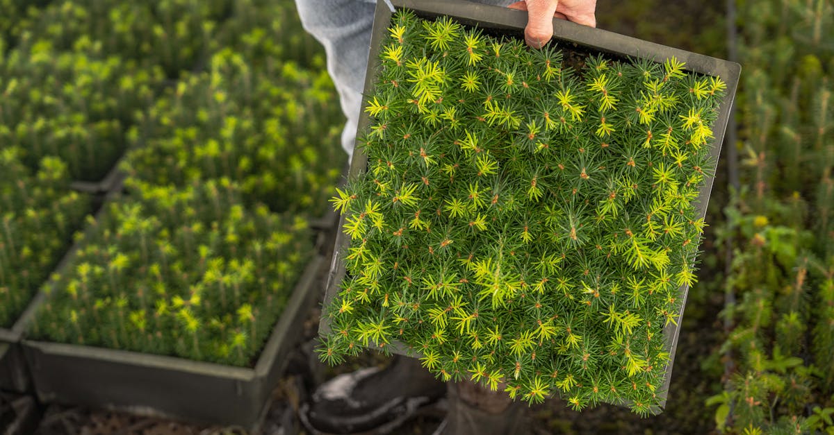 découvrez les pratiques de l'agriculture durable, une approche respectueuse de l'environnement qui préserve les ressources tout en garantissant une production alimentaire responsable et éthique. apprenez comment ces techniques favorisent la biodiversité et soutiennent les communautés locales.