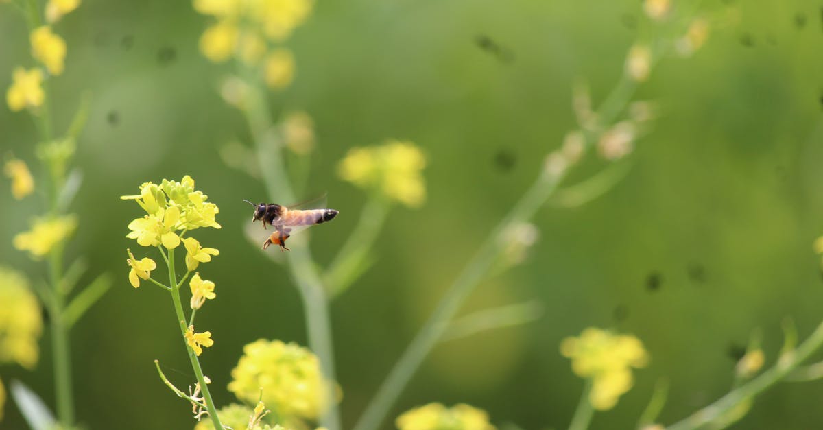 découvrez les services écosystémiques, essentiels à notre environnement et à notre bien-être. apprenez comment ces ressources naturelles contribuent à la régulation du climat, à la pollinisation des cultures et à la purification de l'eau, tout en soutenant la biodiversité.