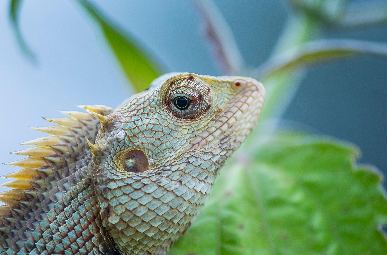 découvrez l'importance de la biodiversité pour préserver la richesse des écosystèmes et garantir un avenir durable pour notre planète.
