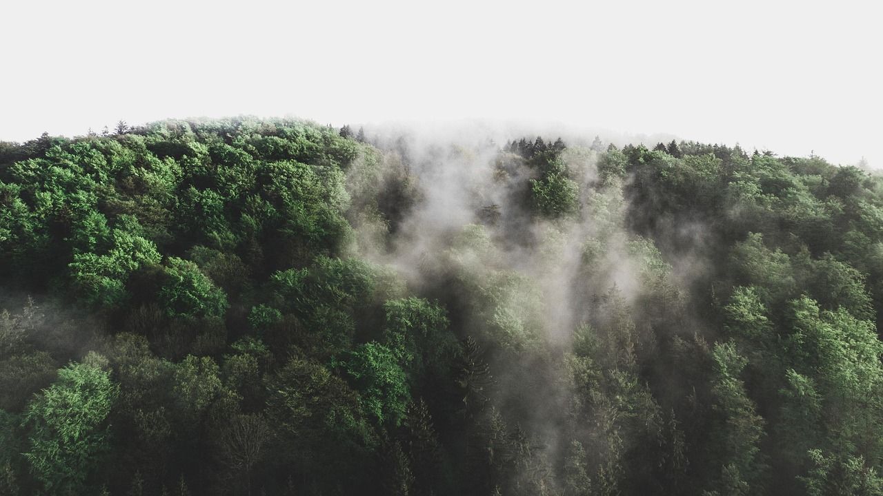 découvrez tout sur l'environnement, ses enjeux, la protection de la nature et les actions durables pour préserver notre planète.
