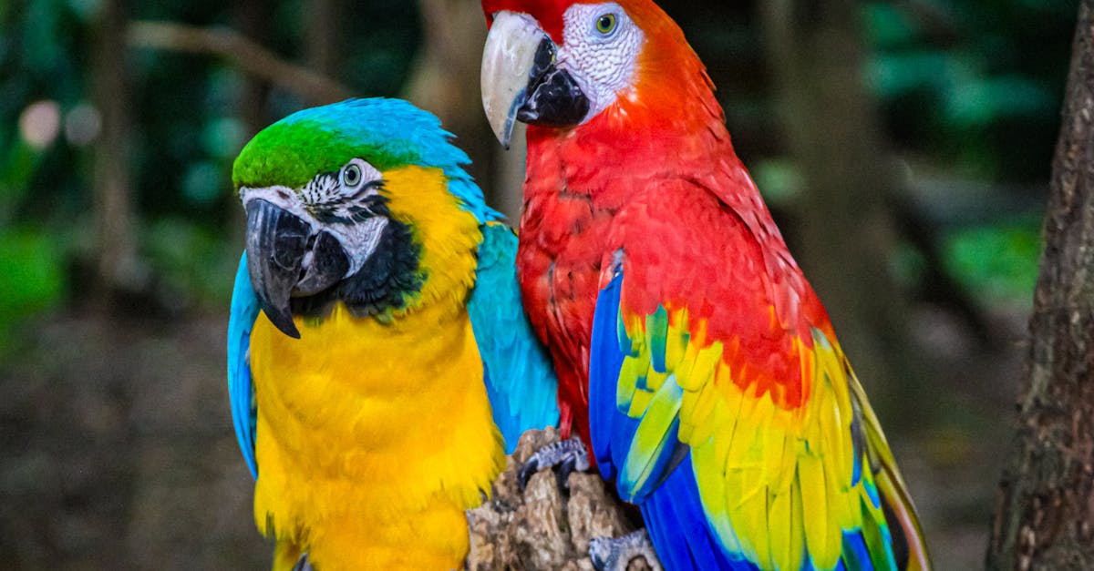découvrez l'écotourisme : une manière durable d'explorer la nature tout en préservant l'environnement. partez à l'aventure dans des paysages préservés et soutenez les initiatives locales pour un voyage responsable et enrichissant.