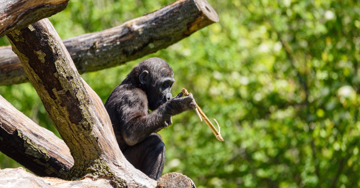 découvrez l'importance de la conservation dans la préservation de notre environnement, la biodiversité et les ressources naturelles. apprenez des stratégies efficaces pour protéger notre planète pour les générations futures.