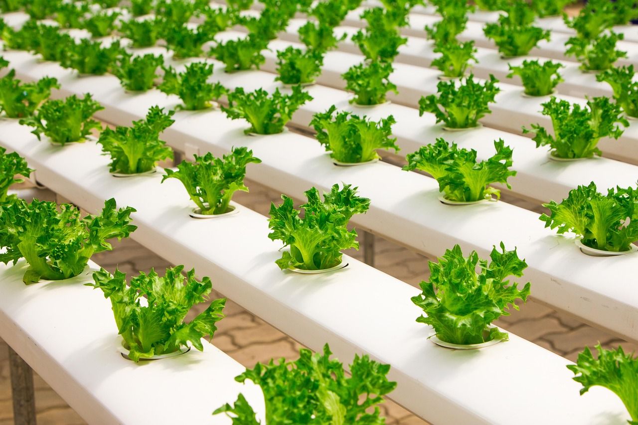 découvrez les pratiques d'agriculture durable visant à préserver l'environnement, améliorer la qualité des sols et soutenir les communautés agricoles pour un avenir responsable.