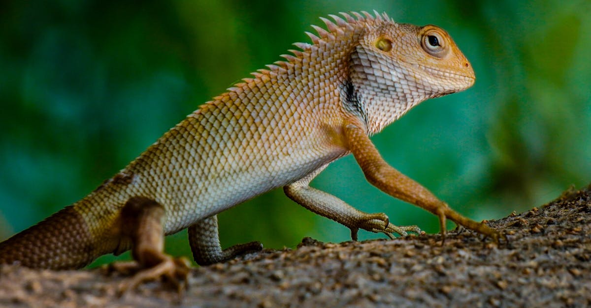 découvrez l'importance de la biodiversité pour notre planète et nos vies. apprenez comment elle soutient les écosystèmes, favorise la santé humaine et contribue à un avenir durable.
