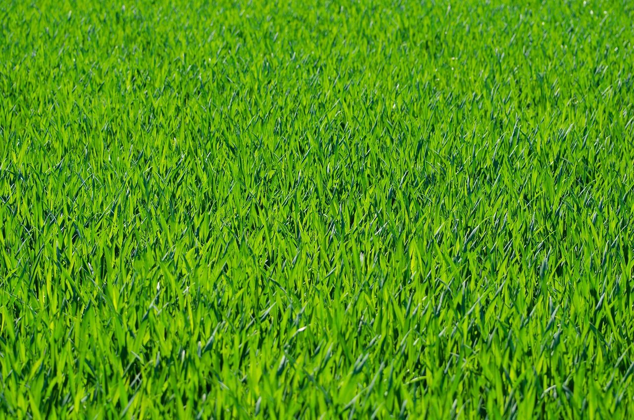 découvrez tout sur l'herbe : types, entretien, avantages et astuces pour un gazon parfait toute l'année.