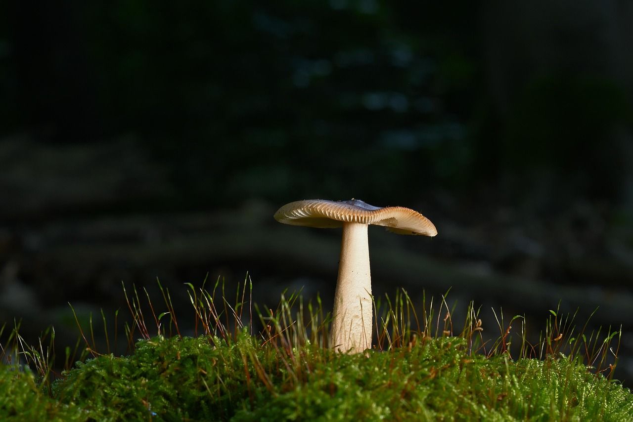 découvrez tout sur les forêts : leur biodiversité, leurs rôles essentiels pour l’environnement, et comment les préserver pour les générations futures.