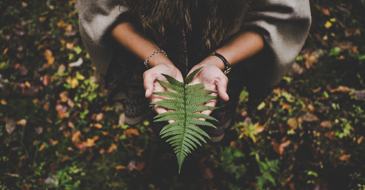 découvrez comment préserver notre environnement et agir pour la planète. explorez des conseils pratiques, des initiatives écologiques et des informations sur la biodiversité pour un avenir durable.