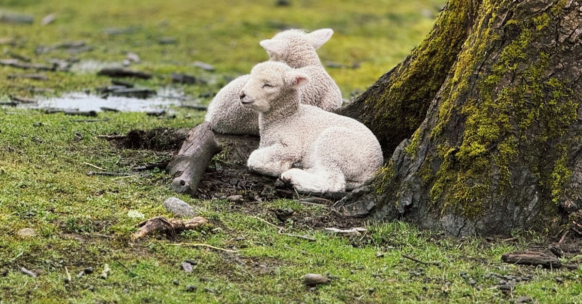 découvrez l'agriculture biologique, une méthode durable respectant l'environnement, favorisant la biodiversité et produisant des aliments sains sans pesticides ni engrais chimiques. apprenez ses avantages pour la santé, l'écosystème et l'économie locale.
