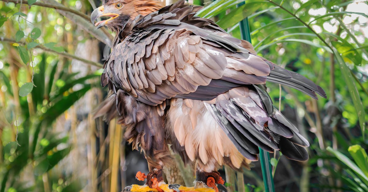 explorez la biodiversité, un patrimoine naturel essentiel qui soutient la vie sur terre. découvrez l'importance des écosystèmes diversifiés et les efforts nécessaires pour les préserver pour les générations futures.