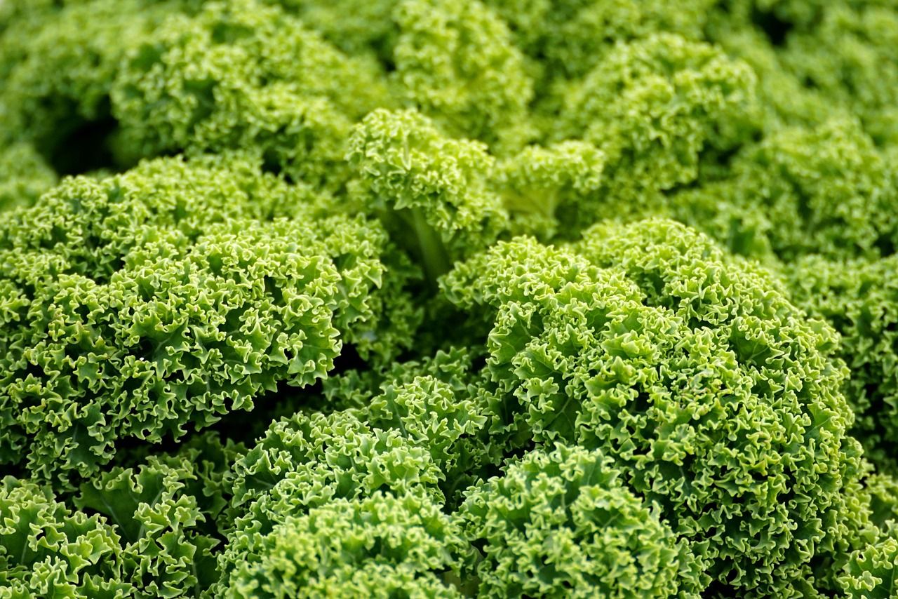 découvrez les dernières innovations et conseils en agriculture pour optimiser vos cultures et pratiques agricoles.