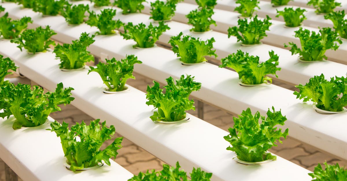 Urbanisme durable : vers des villes écoresponsables et résilientes