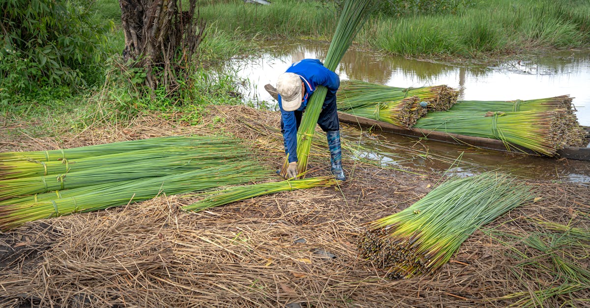 Ressources écosystémiques : comprendre leur importance pour l’environnement et l’économie