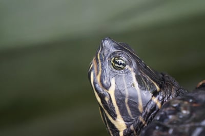 Slow life : comment ralentir pour retrouver l’essentiel au quotidien