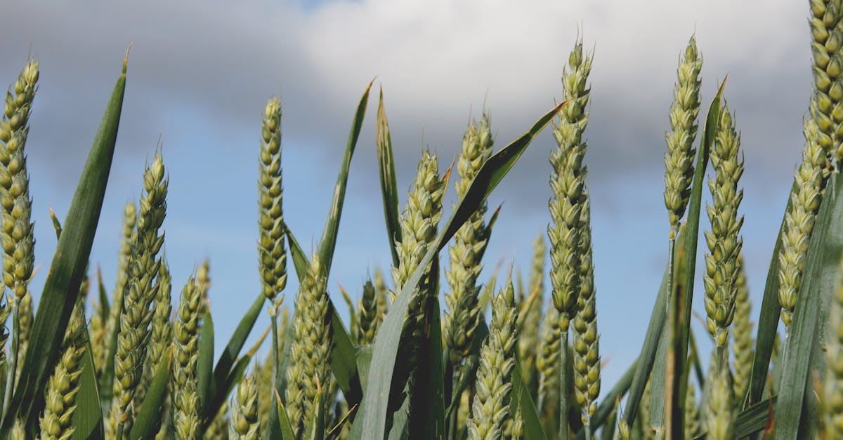 Bioéconomie : Vers une nouvelle ère de durabilité et d’innovation