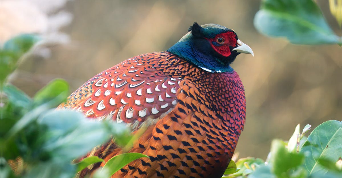 Protection de la faune : enjeux et stratégies pour préserver la biodiversité
