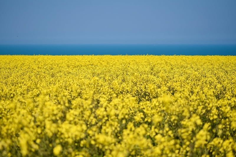 « Nous étions traités de rêveurs » : Ces Bretons qui réussissent à cultiver de la vanille en France