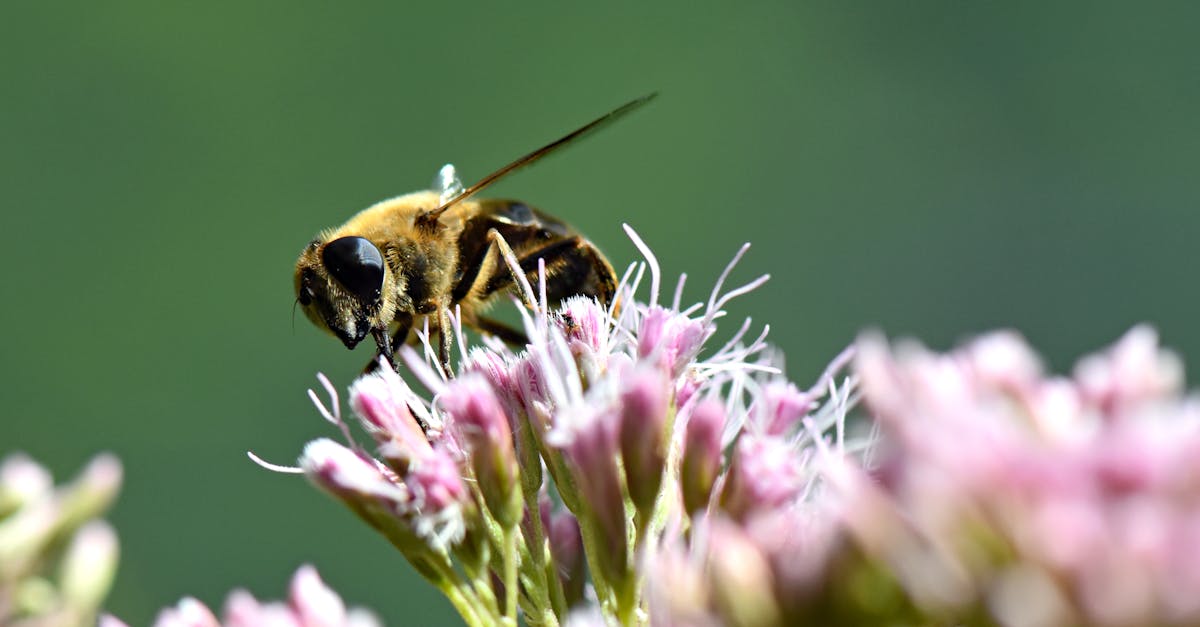 Actions politiques pour le climat : Comment les gouvernements peuvent changer la donne