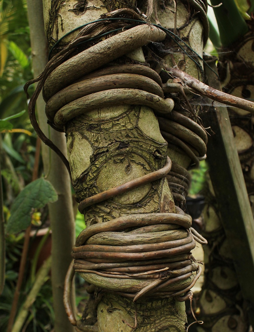 Les forêts du Congo basculent : quand la forêt humide africaine devient source d’émissions de carbone
