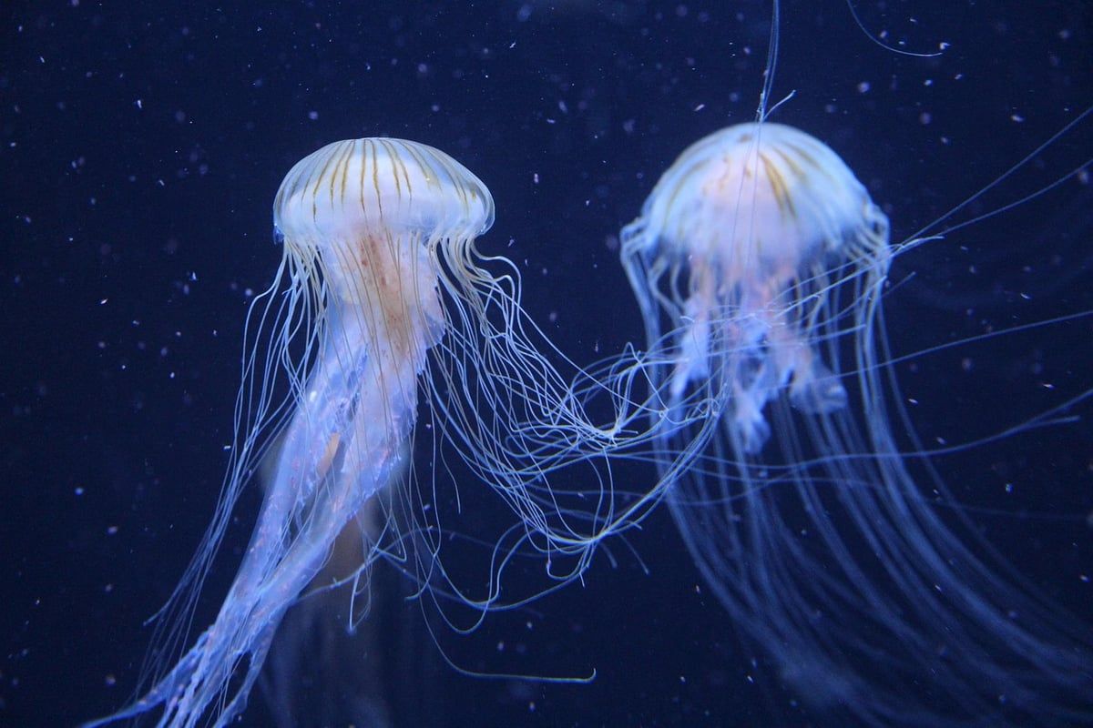Les océans frôlent des sommets de chaleur historiques avant le retour imminent d’El Niño