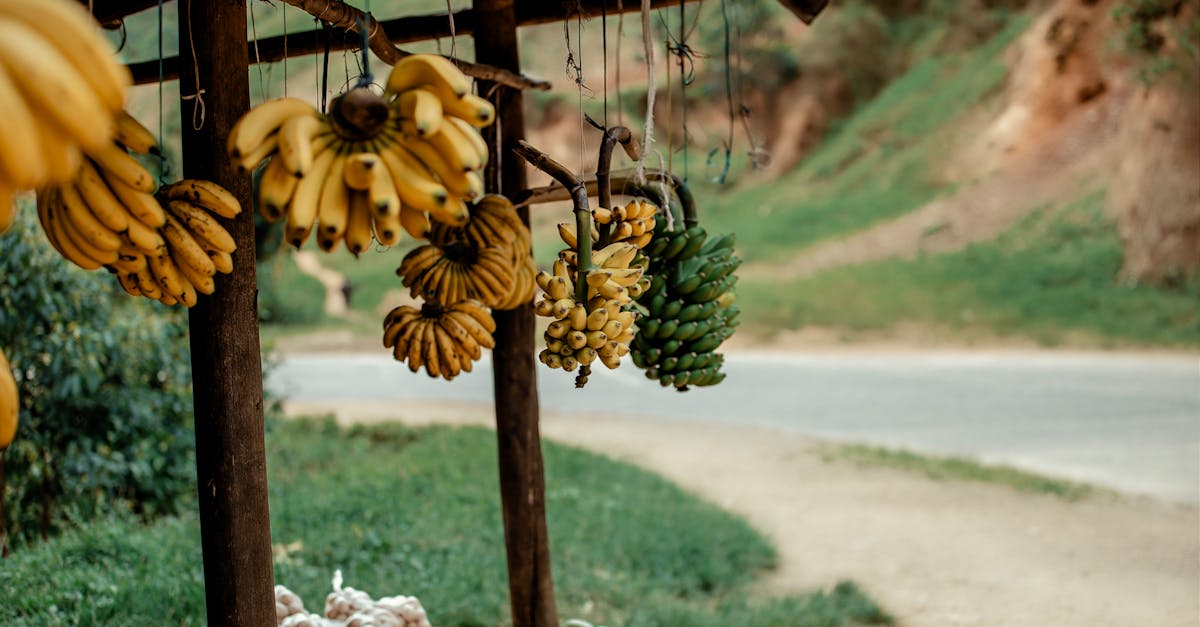 Pratiques agricoles durables : vers une agriculture respectueuse de l’environnement