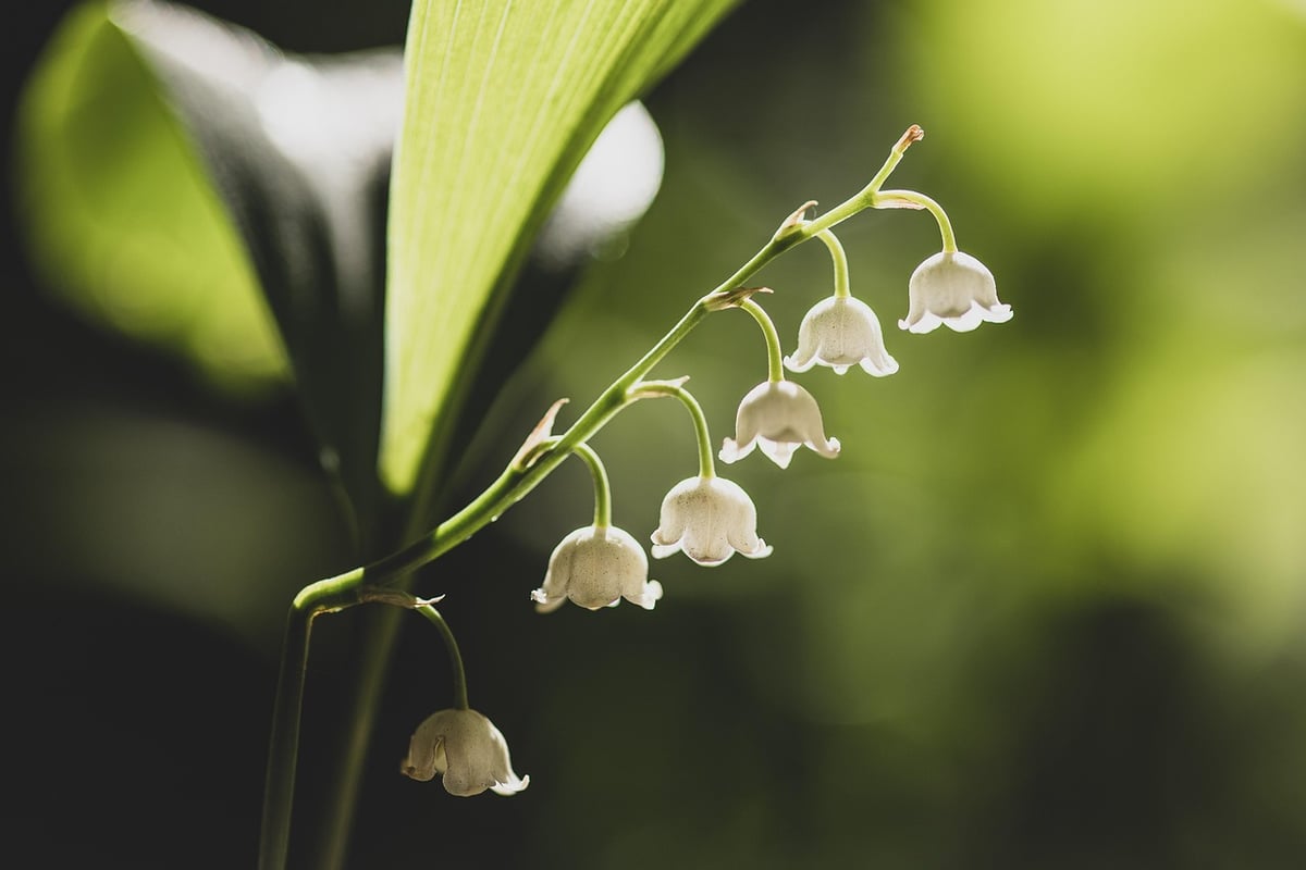 Muguet du 1er mai : le secret d’un grossiste marnais pour préserver la tradition face au réchauffement climatique