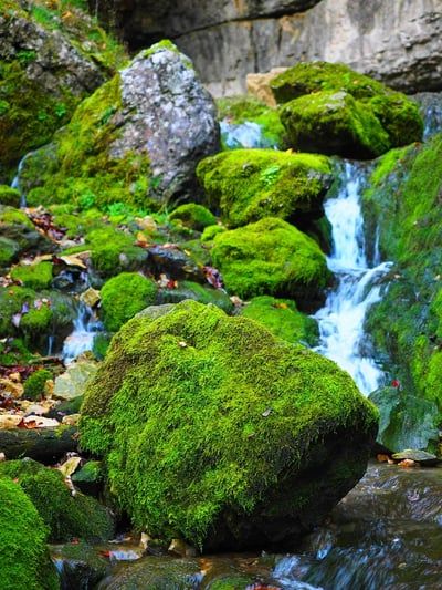 Votre pelouse envahie par la mousse chaque année ? Découvrez l’astuce ancestrale qui la fait disparaître sans effort…