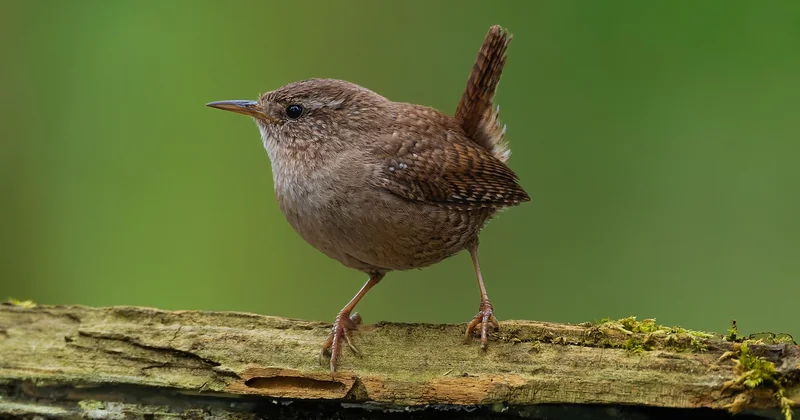Quelles pathologies menacent réellement les habitants
