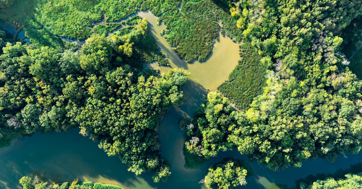 Sauvegarde des écosystèmes : stratégies essentielles pour un avenir durable