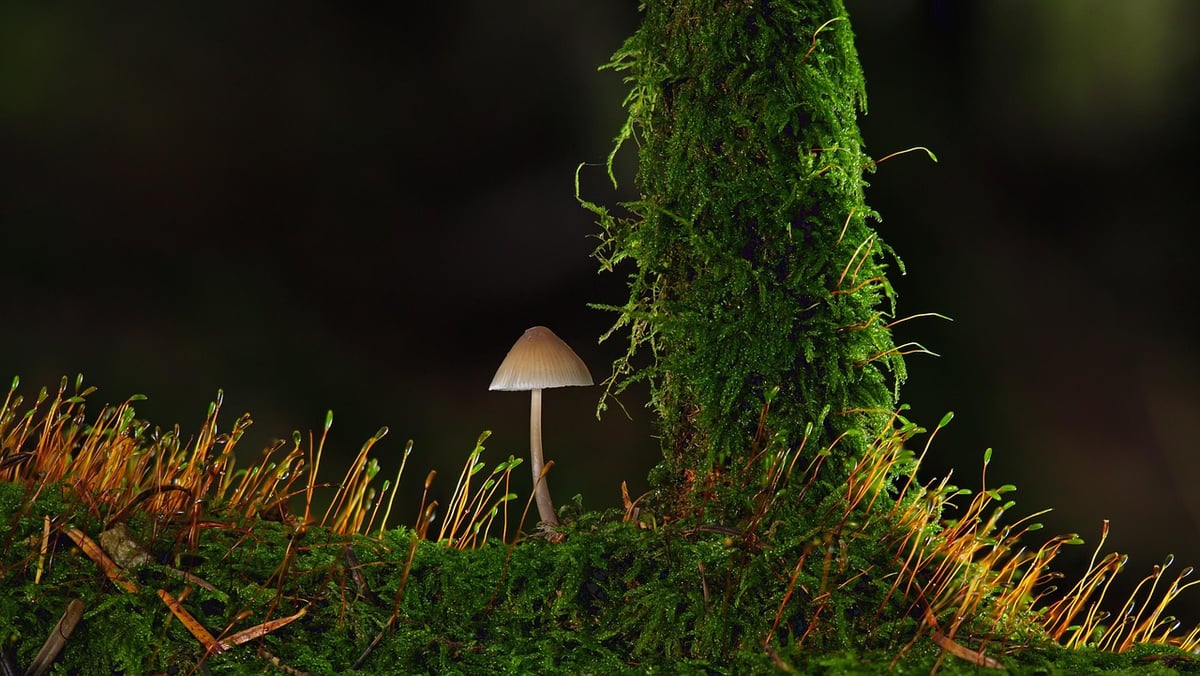Dites adieu au sulfate de fer : cet objet du quotidien élimine la mousse de votre pelouse sans endommager le sol