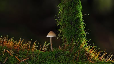 Dites adieu au sulfate de fer : cet objet du quotidien élimine la mousse de votre pelouse sans endommager le sol